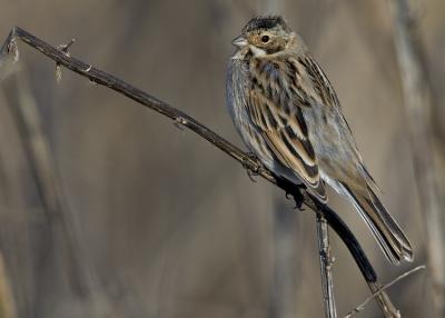 Reed Bunting (Emberiza shoeniclus)