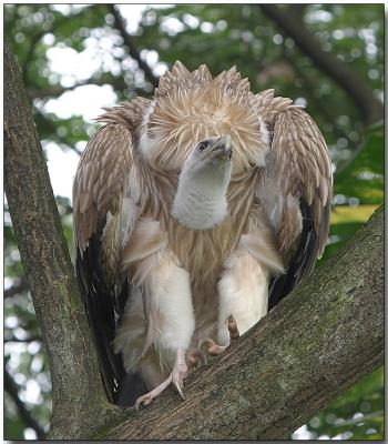 Griffon Vulture - preparing for flight