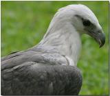 White-bellied Sea Eagle