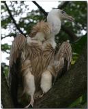 Griffon Vulture - looking for lunch