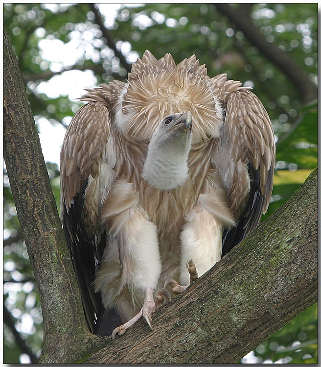 Griffon Vulture - preparing for flight