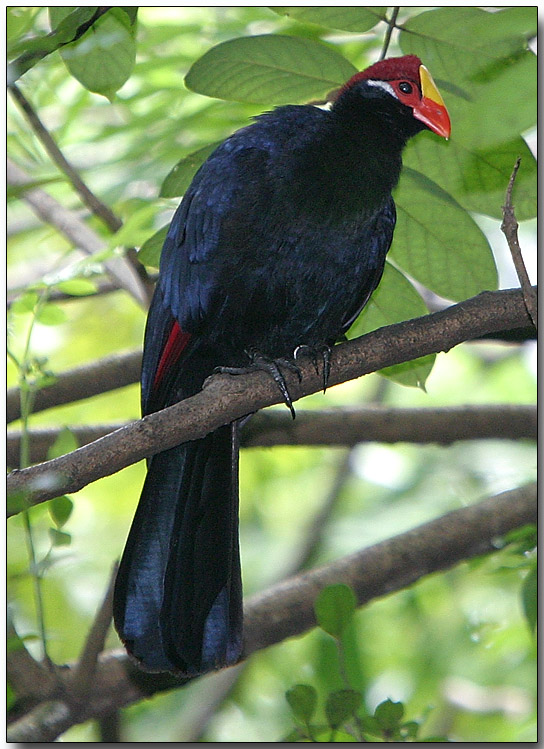 Violet Turaco