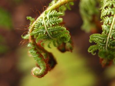 Front Yard Fern