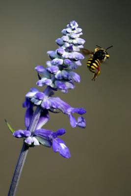 Pollen bandit sneaking away.