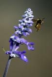 Pollen bandit sneaking away.