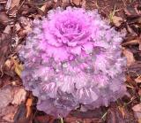 Flowering Kale