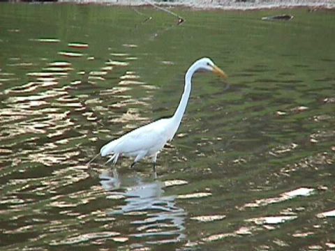 Great White Heron (Egret)