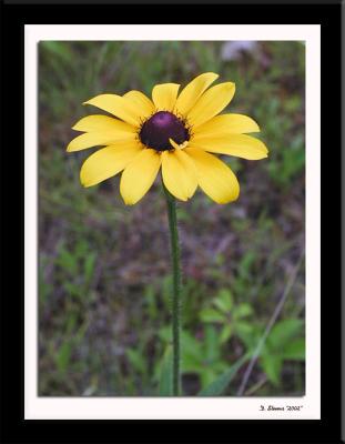 Flower 11