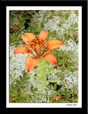 Flower 12