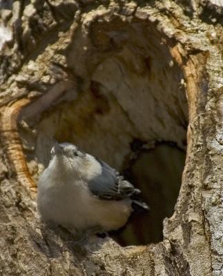 Nuthatch.jpg