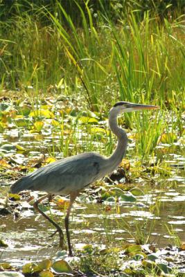 heron1