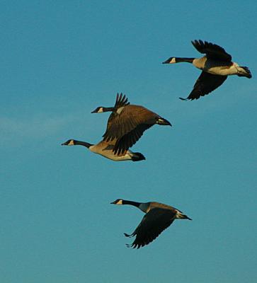 12/22/04 - Canadian Geese