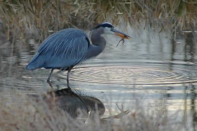 1/3/05 - Great Blue Heron & Frog