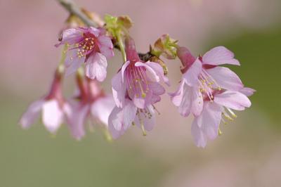 4/1/05 - Cherry Blossoms