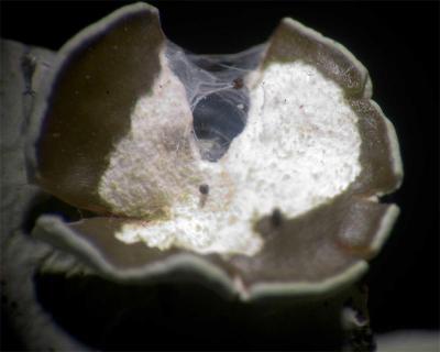 u12/edhannon/medium/38352539.lichenflower.jpg