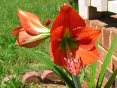 New Amaryllis