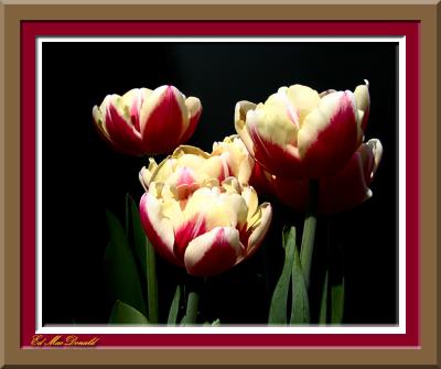 Easter Tulip.jpg