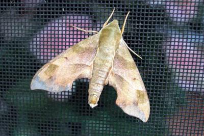 Moth.jpg