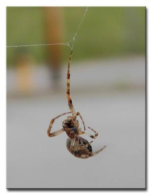 Life by a Thread