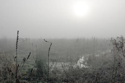 Foggy meadow