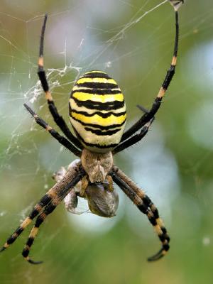 Top view of Wasp Spider having Lunch