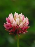 Red-White Clover