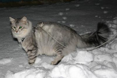 Ozzy December 2004