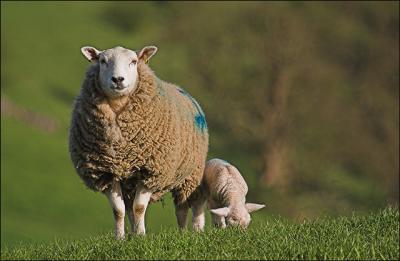 29th April 05 Lambing Time