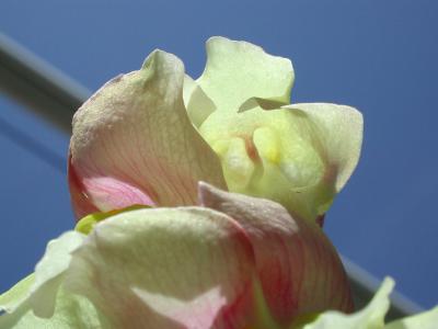 Orqudea / Orchid (2003)