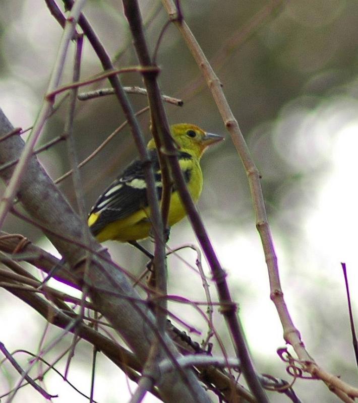 Rare Western Tanager