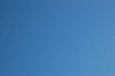 Robin Flyover