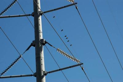 Power Line Rock Pigeons