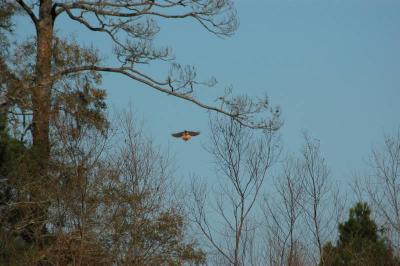 Red Tailed Hawk?