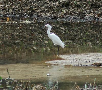 Snowey Egret