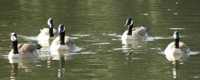 Canadian Geese - Waverly Pond