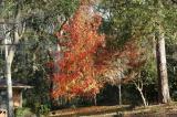 Bradford Pear Tree