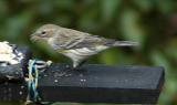 Yellow-rumped Warbler at the suet