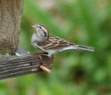 Chipping Sparrow