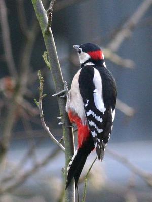 Great Spotted Woodpecker (male)