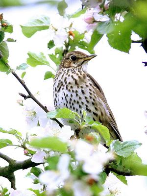 Turdus philomelos