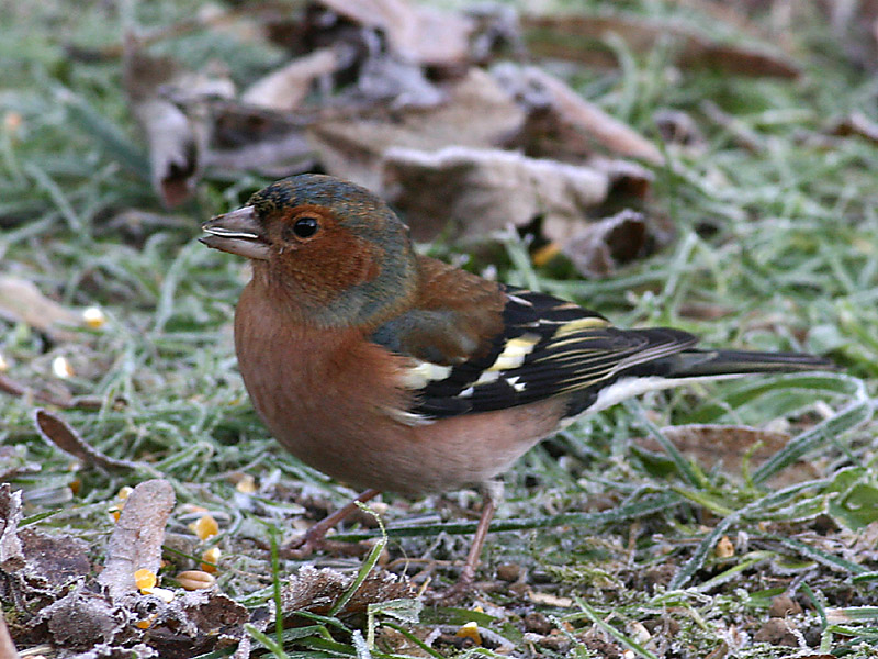 Vink