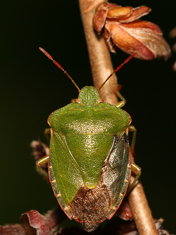 Palomena prasina