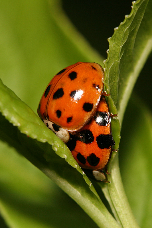 Harmonia axyridis