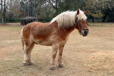 u12/fischerfoto/medium/38206749.middleton_place_draft_horse_IMG_5604.jpg