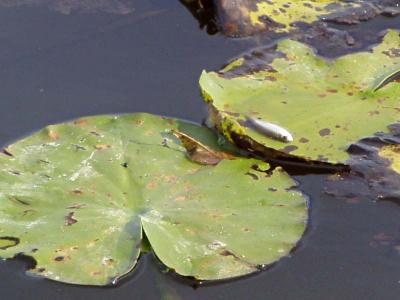 u12/fiskermand/medium/21778279.udeafvandet06.jpg