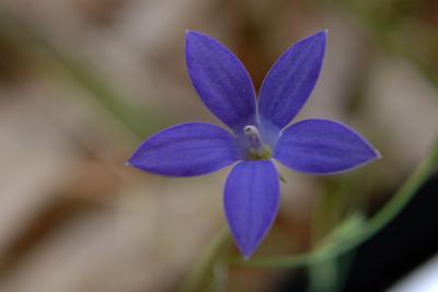 Blue Australian wild flower