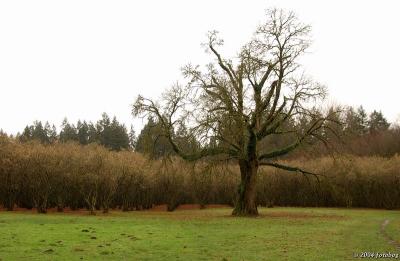 Giant among trees