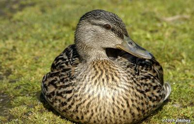 Female mallard sunbathing