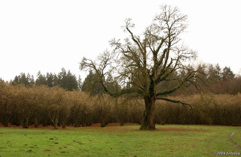 Giant among trees