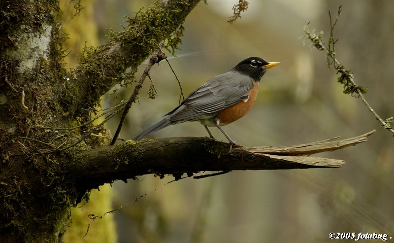 Robin singing the trees